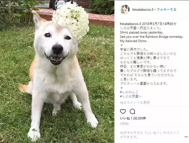 18歲老年痴呆柴犬離世,「親愛的貓,謝謝你用生命愛過我」