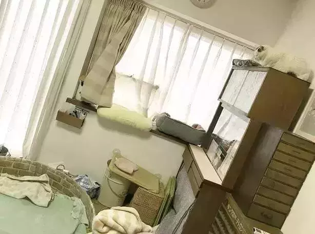 18歲老年痴呆柴犬離世,「親愛的貓,謝謝你用生命愛過我」