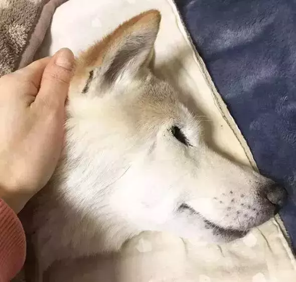18歲老年痴呆柴犬離世,「親愛的貓,謝謝你用生命愛過我」
