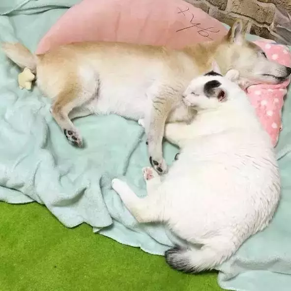 18歲老年痴呆柴犬離世,「親愛的貓,謝謝你用生命愛過我」
