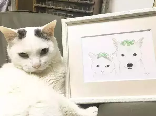 18歲老年痴呆柴犬離世,「親愛的貓,謝謝你用生命愛過我」