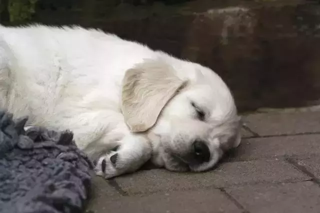 狗狗翻肚子的行為你是怎麼理解的?