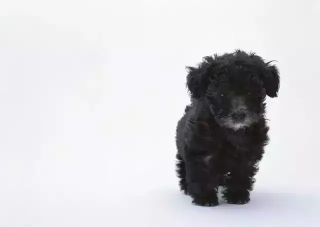 狗狗翻肚子的行為你是怎麼理解的?