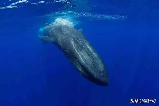 人類能否潛至海下10000米?科學家:海底的情景足以嚇退人類