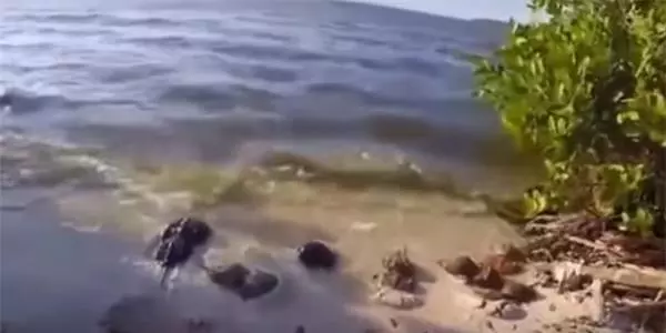 終於拍攝到美人魚了!男子在沙灘上拍攝視頻,卻不料意外拍攝到了在淺水區戲水的美人魚!!有視頻為證,快看!