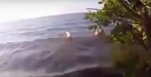 終於拍攝到美人魚了!男子在沙灘上拍攝視頻,卻不料意外拍攝到了在淺水區戲水的美人魚!!有視頻為證,快看!