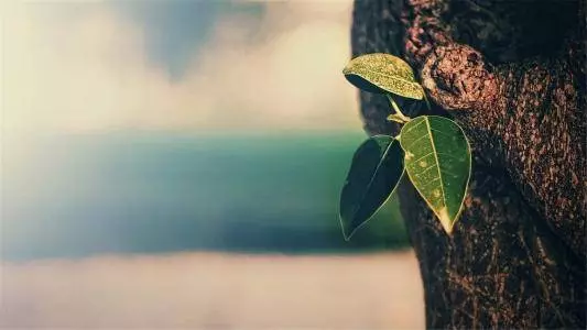 丹麥插畫測試:一張圖,測你的個性!!
