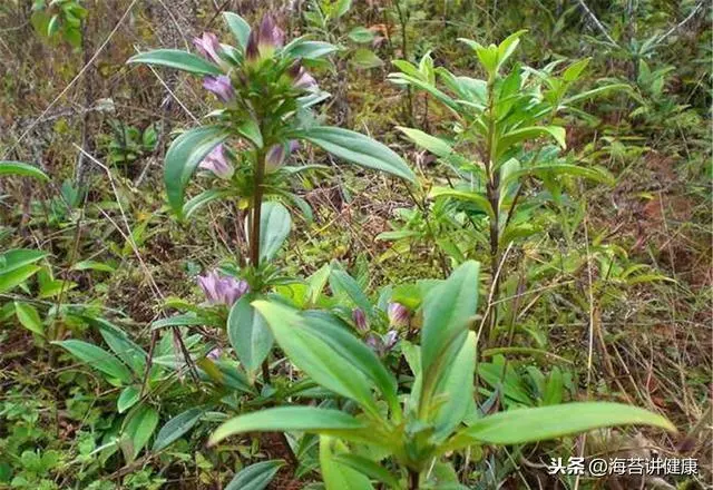 肝火旺盛的人,3種茶是天然「降火王」,排毒降火,肝病不來擾