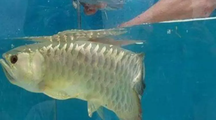 女子花高價買回一條魚,幾天都沒張嘴吃食!女子急了,徒手「掰開魚嘴」後,驚喜來了!