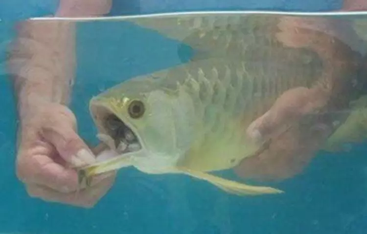 女子花高價買回一條魚,幾天都沒張嘴吃食!女子急了,徒手「掰開魚嘴」後,驚喜來了!