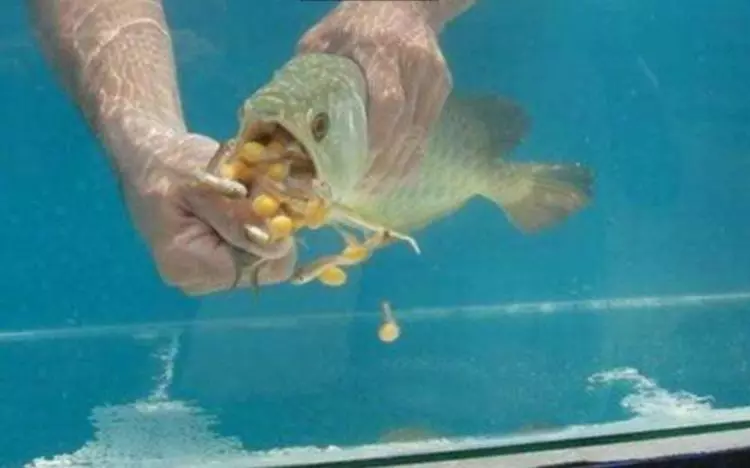 女子花高價買回一條魚,幾天都沒張嘴吃食!女子急了,徒手「掰開魚嘴」後,驚喜來了!