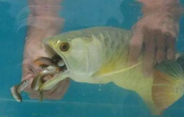 女子花高價買回一條魚,幾天都沒張嘴吃食!女子急了,徒手「掰開魚嘴」後,驚喜來了!