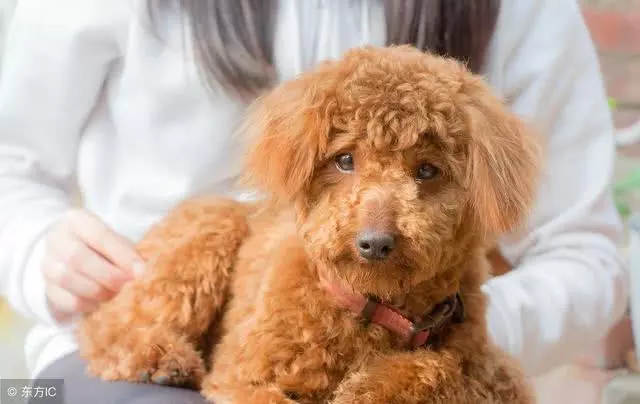 泰迪可不是你想養就能養的,這5點接受不了,最好不要養!