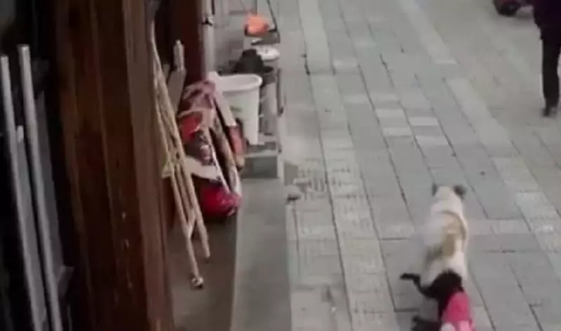 泰迪可不是你想養就能養的,這5點接受不了,最好不要養!