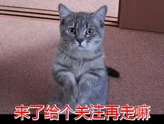 泰迪可不是你想養就能養的,這5點接受不了,最好不要養!