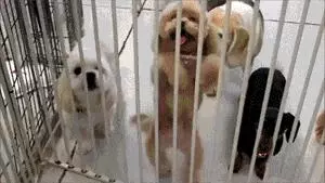 是什麼原因讓你飼養泰迪犬?就憑這5大優點,養過的人都說好!
