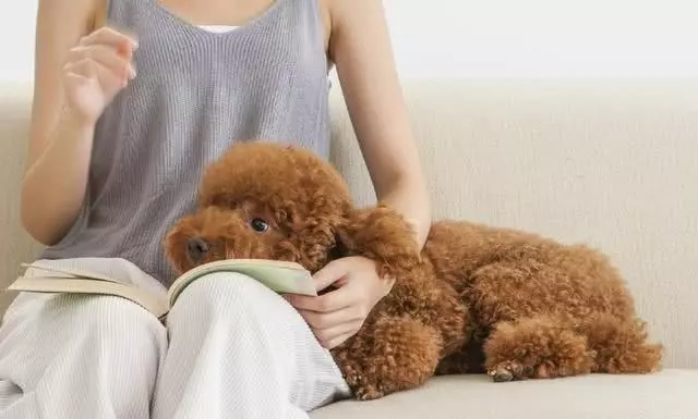 是什麼原因讓你飼養泰迪犬?就憑這5大優點,養過的人都說好!