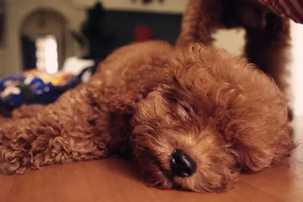 是什麼原因讓你飼養泰迪犬?就憑這5大優點,養過的人都說好!