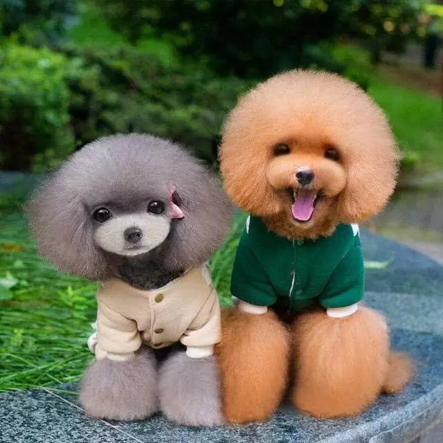 是什麼原因讓你飼養泰迪犬?就憑這5大優點,養過的人都說好!