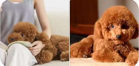 是什麼原因讓你飼養泰迪犬?就憑這5大優點,養過的人都說好!