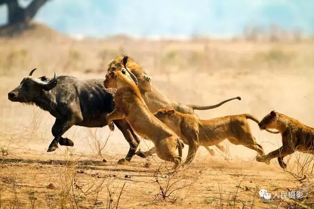 動物世界丨帶你縱覽動物「千面派」