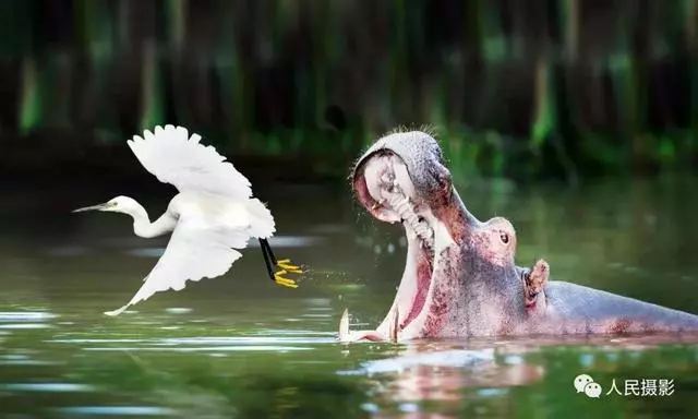 動物世界丨帶你縱覽動物「千面派」