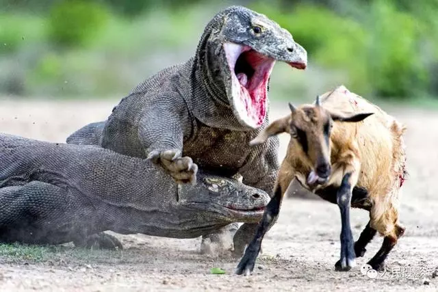 動物世界丨帶你縱覽動物「千面派」