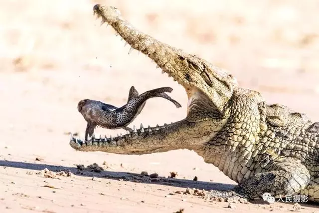 動物世界丨帶你縱覽動物「千面派」