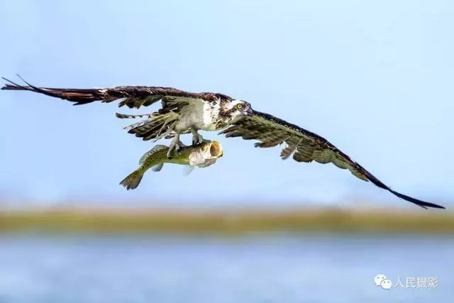 動物世界丨帶你縱覽動物「千面派」