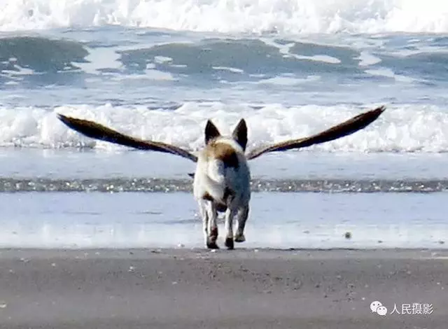 動物世界丨帶你縱覽動物「千面派」