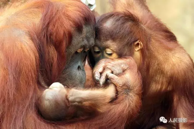 動物世界丨帶你縱覽動物「千面派」
