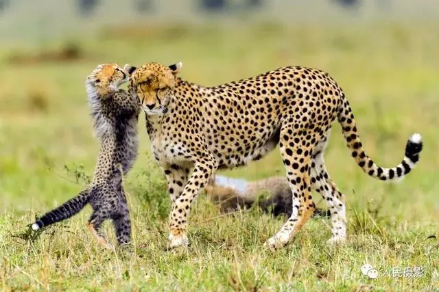 動物世界丨帶你縱覽動物「千面派」