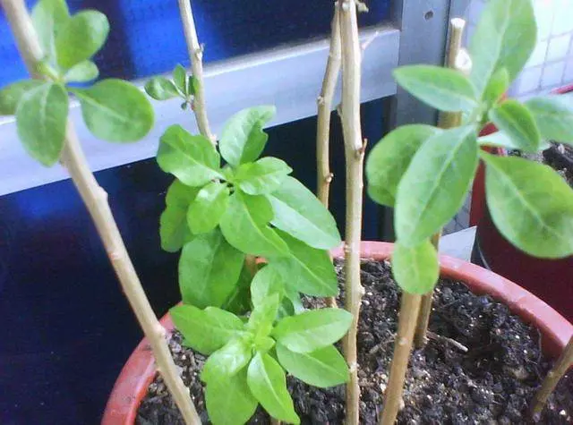 教你在家裡種枸杞,下次不用買枸杞了