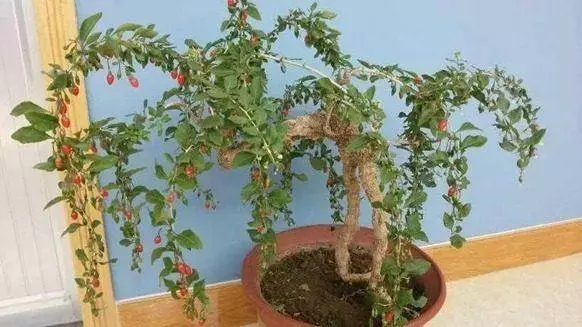 教你在家裡種枸杞,下次不用買枸杞了