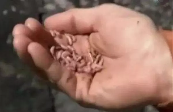 他為了體驗各地美食文化,百無禁忌「生斑馬烏龜」什麼都吃,卻付出過慘烈的代價!
