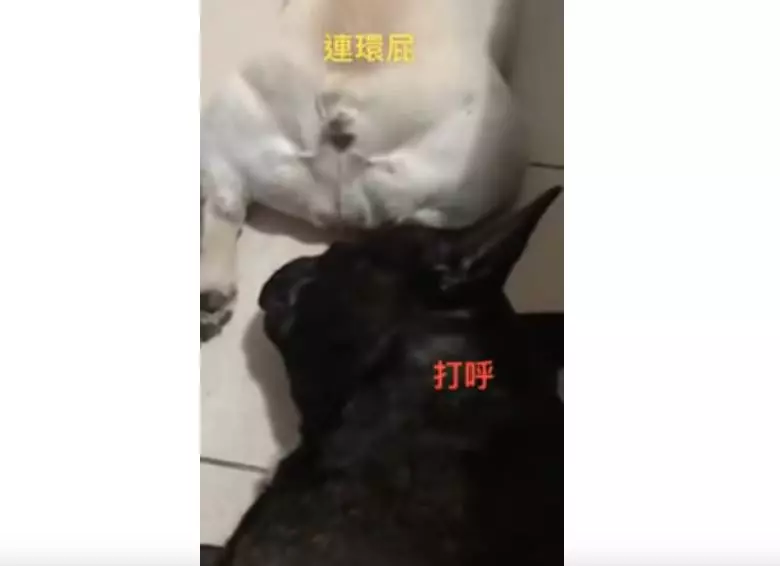拍2隻小法鬥寶貝睡覺 就在溫馨時刻出現「犯罪瞬間」網笑:畫面都有味道!