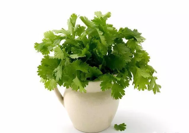 每天喝一杯水煮「香菜」,堅持下去對身體有哪些好處?