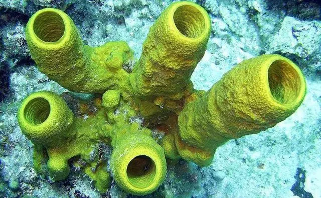 地球上10種最古老的動物你可能不知道它存在