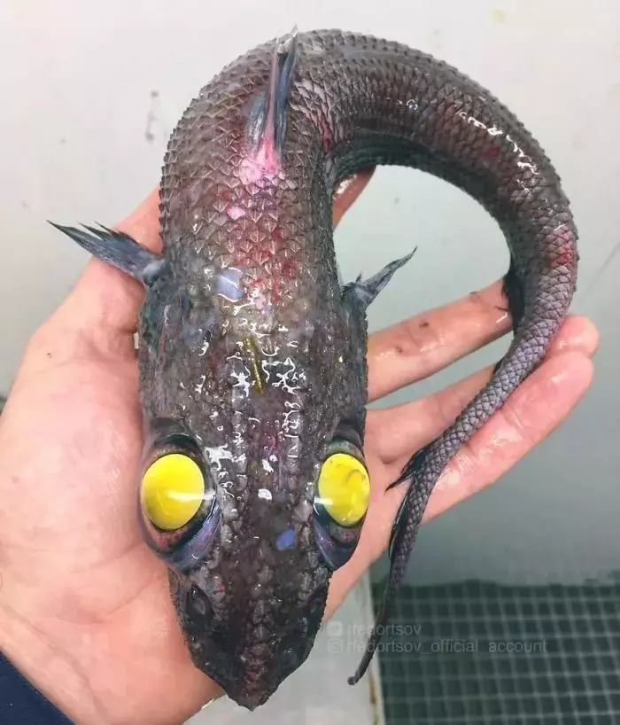 深海里有什麼恐怖生物?瑟瑟發抖……