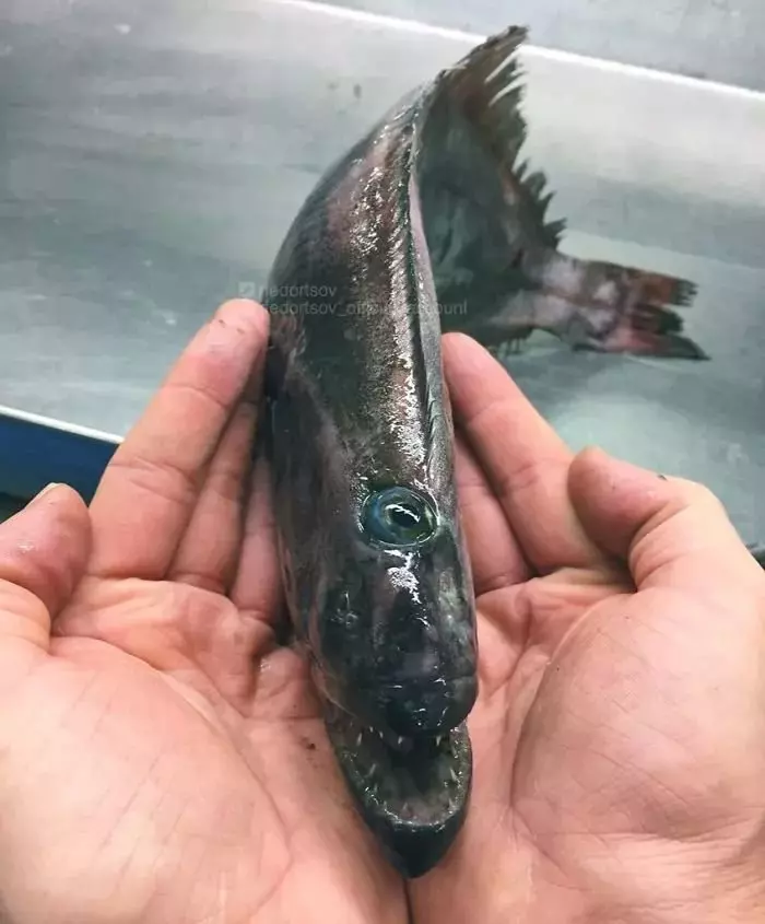 深海里有什麼恐怖生物?瑟瑟發抖……