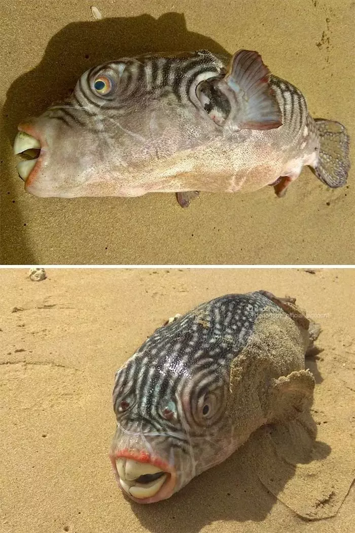 深海里有什麼恐怖生物?瑟瑟發抖……