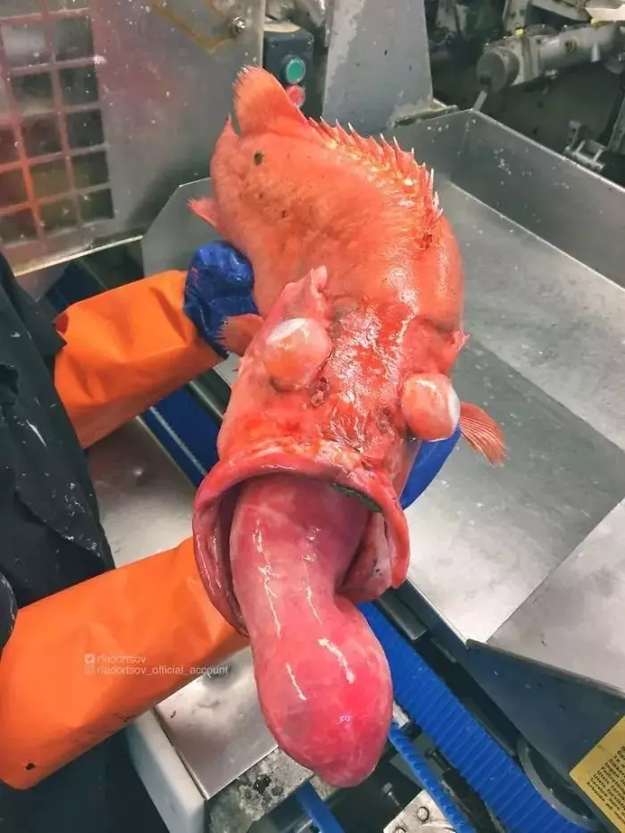 深海里有什麼恐怖生物?瑟瑟發抖……