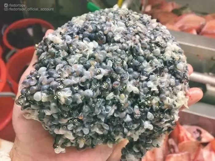 深海里有什麼恐怖生物?瑟瑟發抖……
