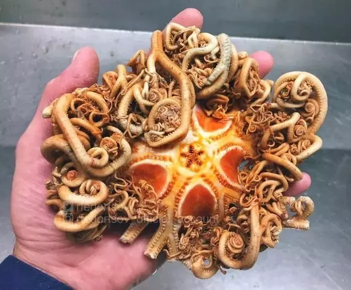 深海里有什麼恐怖生物?瑟瑟發抖……