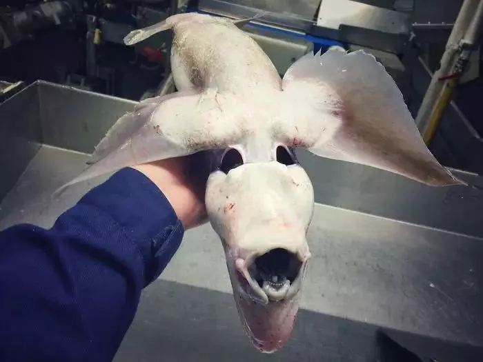 深海里有什麼恐怖生物?瑟瑟發抖……