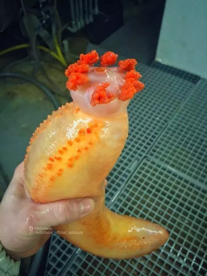 深海里有什麼恐怖生物?瑟瑟發抖……