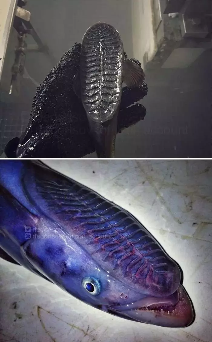 深海里有什麼恐怖生物?瑟瑟發抖……