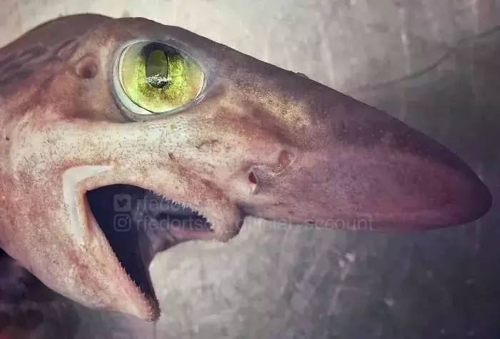 深海里有什麼恐怖生物?瑟瑟發抖……
