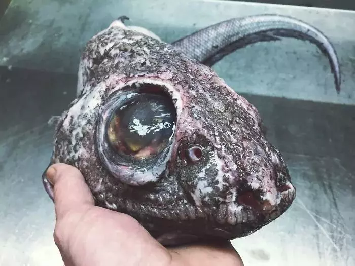 深海里有什麼恐怖生物?瑟瑟發抖……