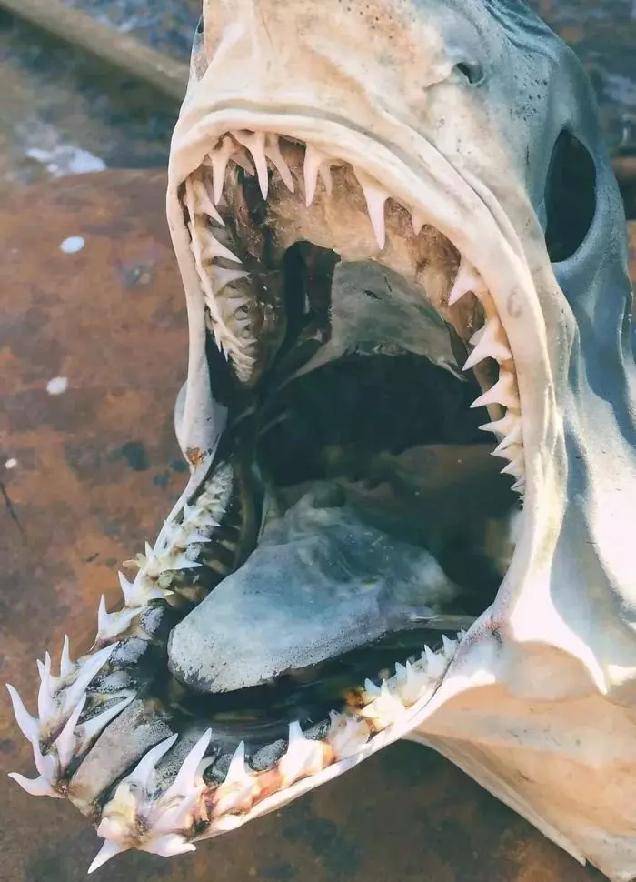 深海里有什麼恐怖生物?瑟瑟發抖……